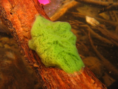Spongilla lacustris