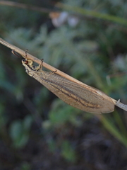 Myrmecaelurus trigrammus