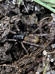 Allocosa
