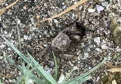 Scopimera intermedia