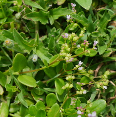 Oldenlandia biflora