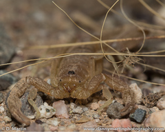 Paravaejovis confusus