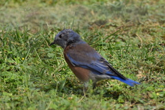 Sialia mexicana