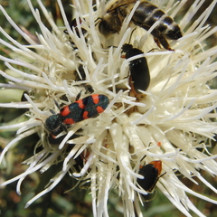 Trichodes leucopsideus
