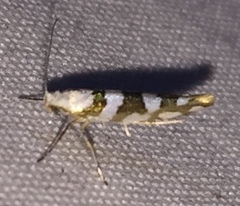 Argyresthia calliphanes
