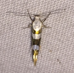 Argyresthia calliphanes