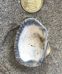 Anadara inaequivalvis