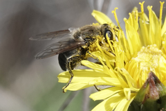 Arctosyrphus willingii