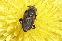 Arctosyrphus willingii
