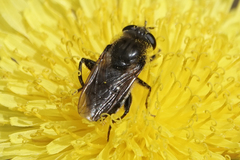Arctosyrphus willingii