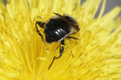 Arctosyrphus willingii