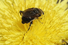 Arctosyrphus willingii