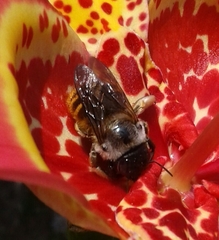Xylocopa tabaniformis azteca