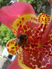 Xylocopa tabaniformis azteca