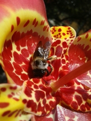 Xylocopa tabaniformis azteca