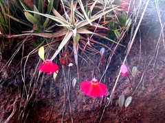 Utricularia quelchii