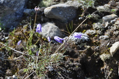 Campanula excisa
