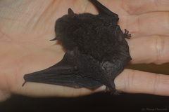 Myotis nigricans