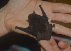 Myotis nigricans