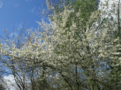 Prunus cerasifera