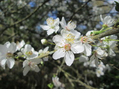 Prunus cerasifera