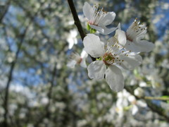 Prunus cerasifera