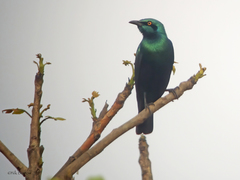 Lamprotornis chloropterus
