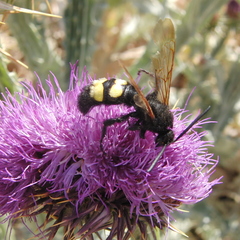 Megascolia maculata flavifrons