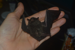 Myotis nigricans