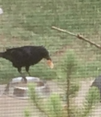 Corvus brachyrhynchos