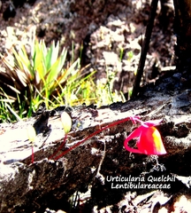 Utricularia quelchii