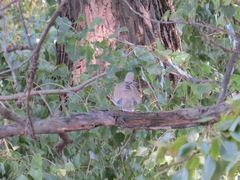 Streptopelia decaocto