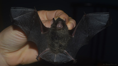 Myotis nigricans
