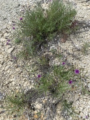 Vernonia lindheimeri