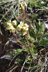 Pedicularis tuberosa