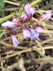 Desmodium canadense
