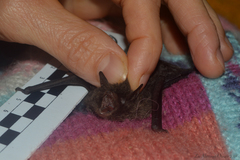 Myotis nigricans