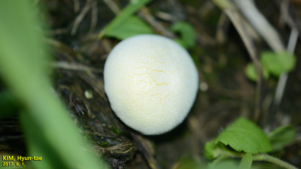 Lycoperdon flavotinctum