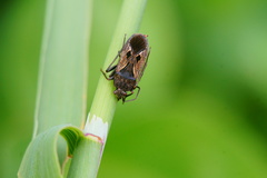 Rhyparochromus