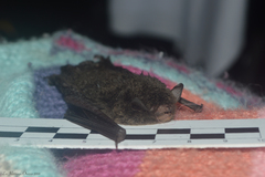Myotis nigricans