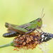 Stripe-winged Grasshopper - Photo (c) Corinna Herr, some rights reserved (CC BY-NC), uploaded by Corinna Herr