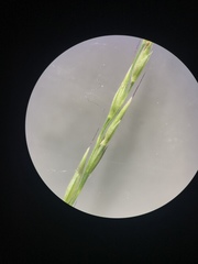 Muhlenbergia bushii