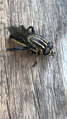 Orthoprosopa bilineata