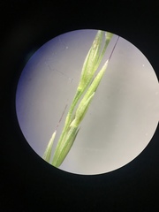 Muhlenbergia bushii