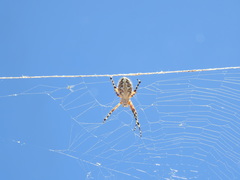 Araneus annulipes