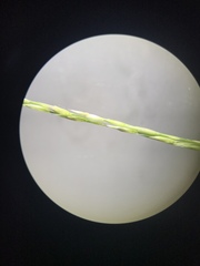 Muhlenbergia bushii