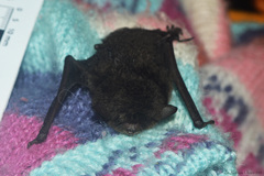 Myotis nigricans