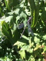 Lestidae