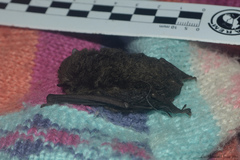 Myotis nigricans