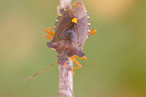 Raudonkojė skydblakė nuotrauka